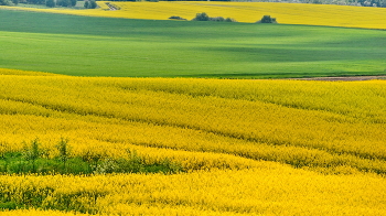 &nbsp; / Цветущее поле