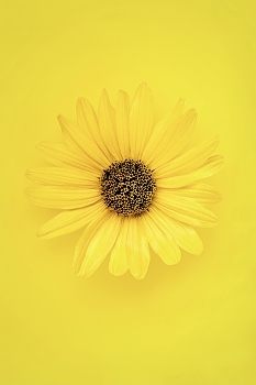 &nbsp; / В описании фотографии, буду как «Капитан очевидность» - Желтый цветок на жёлтом фоне