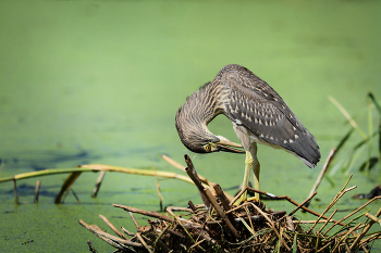 На болоте. / Юная кваква познаёт мир.