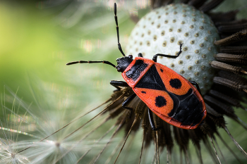 Клоп-солдатик (Pyrrhocoris apterus) / ***