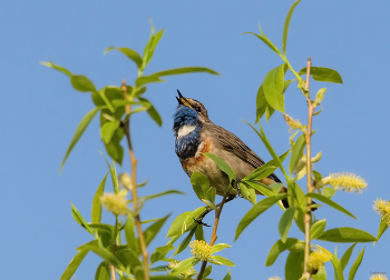 &nbsp; / Варакушка (Luscinia svecica). Белозвёзный самец