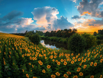 Картина Белгородского лета / Из серии «Живопись полей». 
Ракитянский район. Июль, 2022 года.
Из фотопроекта "Земля Белгородская».