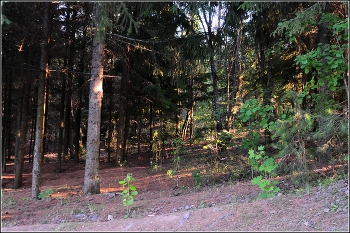 Свет заходящего солнца / Прогулка пр лесу