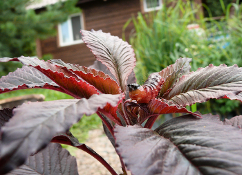 вцвет / типа мы с тобой одной крови...ээээ ..одного цвета
