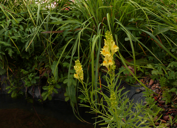 полевые цветы / летний сезон