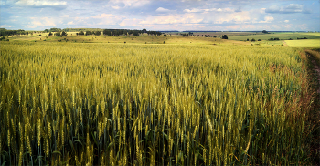 Поле / Пшеничное поле в июле.