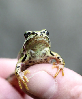 Ой, кто это... / Случайная встреча...