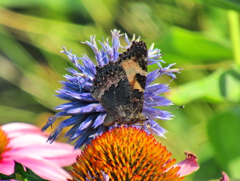 Чем не павлин? / Бабочка крапивница