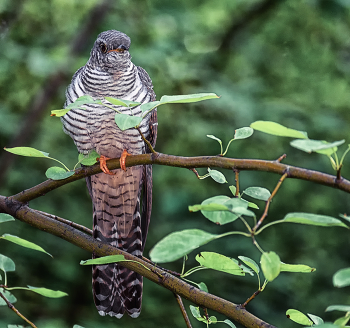 кукушка / наверное.. молодая, слёток.