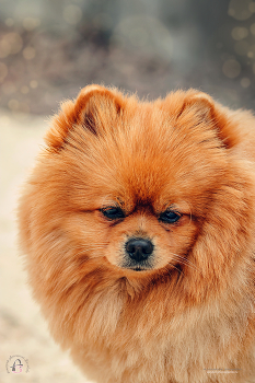 Рыжий шпиц Вальтер :) 2 / Снято: 24.04.2022 года
Модель: пёсик Вальтер или просто Валя
Фотограф: Анастасия Белякова