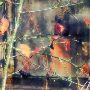 &nbsp; / черноплодная рябина

[img]https://i.postimg.cc/ZnTMYwTV/DSC03102.jpg[/img]