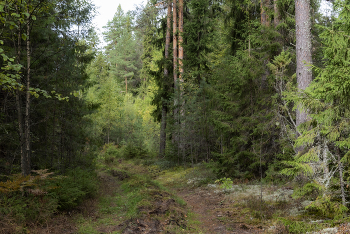 Лесными тропами / ...