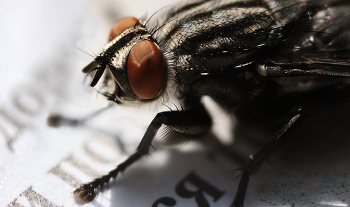 Ну, куда от них деться... / Ну, куда от них деться летом...