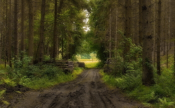 Дорога в лето / Летний лесной пейзаж.