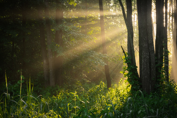 В густом лесу пробилось солнце / летнее утро в лесу