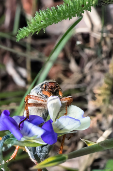 &nbsp; / Майский жук, или Хрущ (Melolontha) на фиалке трёхцветной (Viola tricolor)