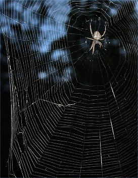 Поджидал... / Я открыла свое окно наружу ...и...увидела...........