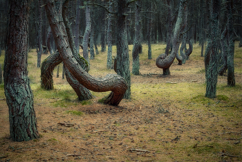 Танцующий лес / Куршская коса