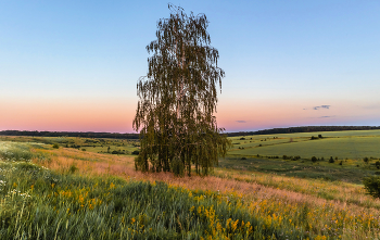 Одинокая красавица. / ...