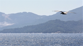 Одиночество... / ***