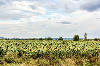 Поле с подсолнухом / Утром в конце августа. Когда немного пасмурно, и тучи над полем сгущаются.. Созревает подсолнух. поля с подсолнухом после рассвета. За городом поле с подсолнухом. Еще некоторые цветут.. И облака над полем. А за полем возвышенность..