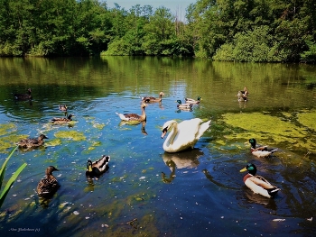 Летом на озере / https://www.youtube.com/watch?v=I5oFEUlDr2s

https://www.youtube.com/watch?v=TlOzgXCP1pg

https://www.youtube.com/watch?v=CAeNjlhBcFc

 https://www.youtube.com/watch?v=b5vziYLabQ4&amp;t=14s