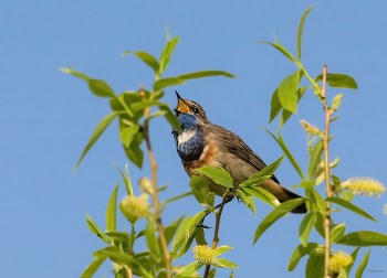 &nbsp; / Варакушка (Luscinia svecica). Белозвёздный самец