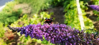 Butterfly on Flower / Бабочка присела отдохнуть...