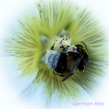 Трудяга-шмель / неугомонный шмель собирает нектар