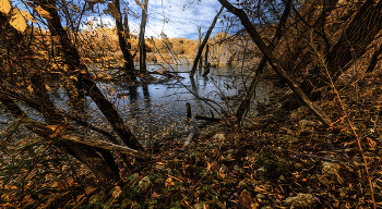 Болото. / Болото.