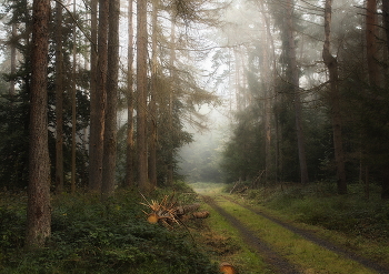 Где прячутся туманы.. / Утро в осеннем лесу . Уходящий туман цепляется за верхушки деревьев.