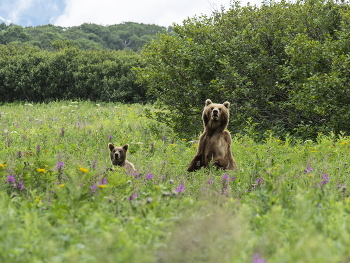 Кто здесь? / Высокая трава и цветы, к сожалению, помешали нормально снять момент, когда выглядывали оба мамашиных медвежонка. Но я рад и такому случаю.