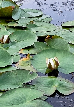 Вечерняя кувшинка. / " " "