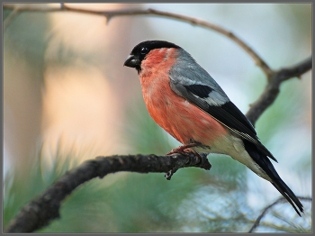 Детей вырастил - наконец-то можно отдохнуть / Челябинский бор, конец июля