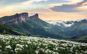 Анемоновый вечер / Мостовской район Краснодарского края, Псебайский зоологический заказник, июнь. Вид на Восточный и Западный Ачешбоки с восточной оконечности хр. Агиге. Анемона (ветреница) пучковая обильно цветет в июне на альпийских лугах, образуя живописные ковры на склонах и придавая и без того красивым здешним местам ощущение безграничной идиллии.
