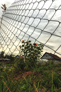 Жизнь вокруг / Описание