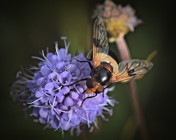 Журчалка прозрачная - Volucella pellucens / По данным Википедии, муха длиной 15—16 мм, но мне она показалась чуть больше размером – уж очень она отличалась от от шмелей и пчёл. Не только размер меня удивил, но и окрас - по описанию той же Википедии окрас этой мухи напоминает пчелу, как и у большинства представителей семейства журчалок, это помогает мухе отпугнуть хищников, например, птиц или других насекомоядных. Я же сравнила эту муху с ежемухой. Самое интересное, что журчалка прозрачная сперва была очень пугливая, при приближении стремглав улетала – я переживала, что не найду это чудо снова, однако её блеск виден издалека, хотя в этот день на моей полянке много было представителей насекомых. Где-то на просторах интернета я прочитала, что крылья этой мухи похожи на стрекозиные, а я бы сравнила их с крыльями скорпионницы. Только с пятого раза мой объект внимания сдался и решил попозировать. Мне это создание природы очень понравилось.