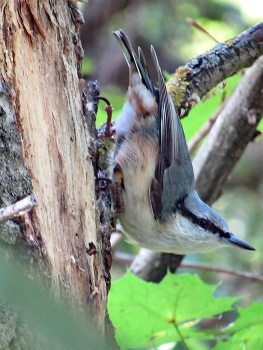 Августовский поползень / Поползень Sitta europaea