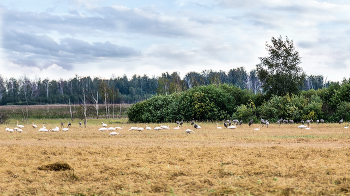 на полях.. / лебеди, журавли, утки и др. птицы.
На утро я пряталась вон в тех зарослях, но птицы уже были с другой стороны, наверное всё съели там, а в темноте не рассмотрели, где есть корм.. ))