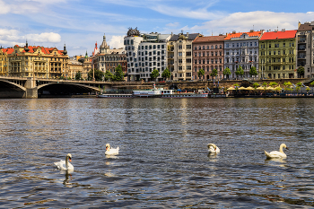 Лебеди на Влтаве / Чехия, Прага, Влтава, танцующий дом, лебеди