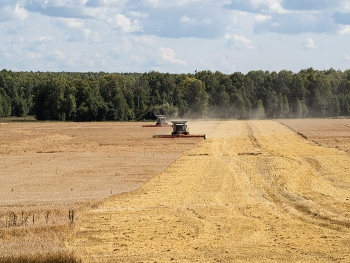 Золото сибири / жатва