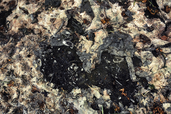 Жизнь вокруг / Описание*