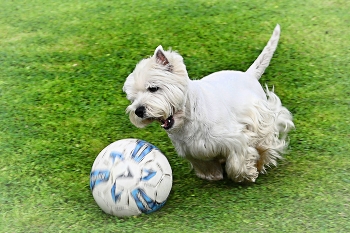 Лучший футболист. / ...