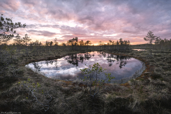"Болотное озерко" / На некоторых болотах целыми россыпями встречаются озера. Некоторые из них представляют просто залитые водой мочажины, тогда как другие бездонны и называются окна. Где-то в глубине они соединяются друг с другом, образуя водяное ядро болота