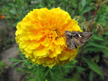 Цветок и мотылёк / Жёлтый тагетес и ночная бабочка