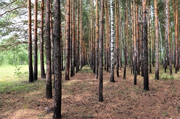 Лесные зарисовки ... / Прогулка в лесу ...