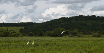 Три белых цапли. / Гелиос-44-2 СССР.