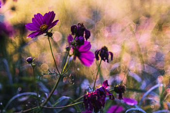 На пороге осень / Космея