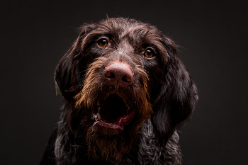 Аделия / Замечательная девочка породы Дратхаар по кличке «Аделия»