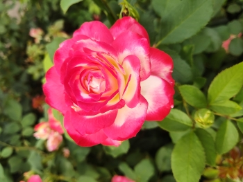 Роза / Цветы